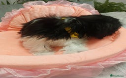 Shih Tzu dogs for sale: 🩷 Beautiful Shitzu Puppies 🩷 - Image 36