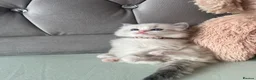 Ragdoll cats for sale: Registered Ragdoll Kittens for sale - Advert 11