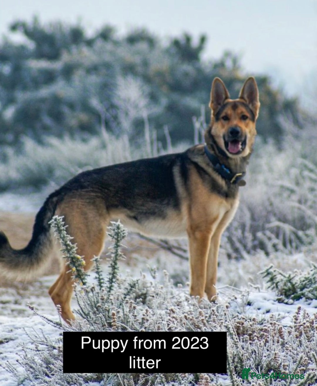 German Shepherd dogs for sale: Miss Brown  - Exceptional KC Reg Czech Line German Shepherd Pups - Image 8