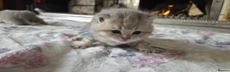 British Shorthair cats for sale: six beautiful British Shorthair  in Halifax - Advert 25