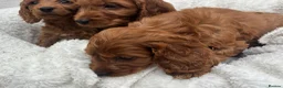Cavapoo dogs for sale: Cavapoo puppies - Advert 25