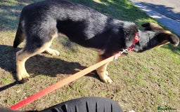 Shepsky dogs for sale: Beautiful shepsky - Image 2