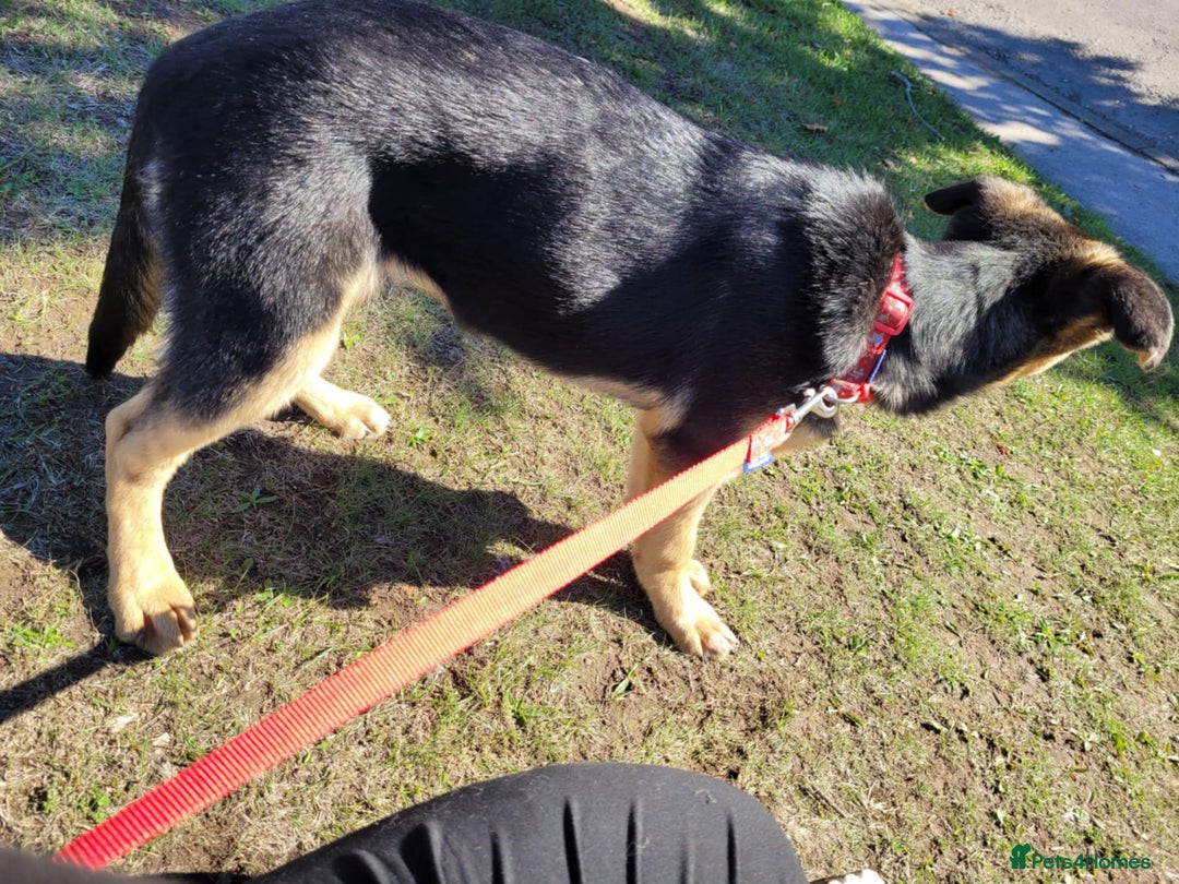 Shepsky dogs for sale: Beautiful shepsky - Image 2