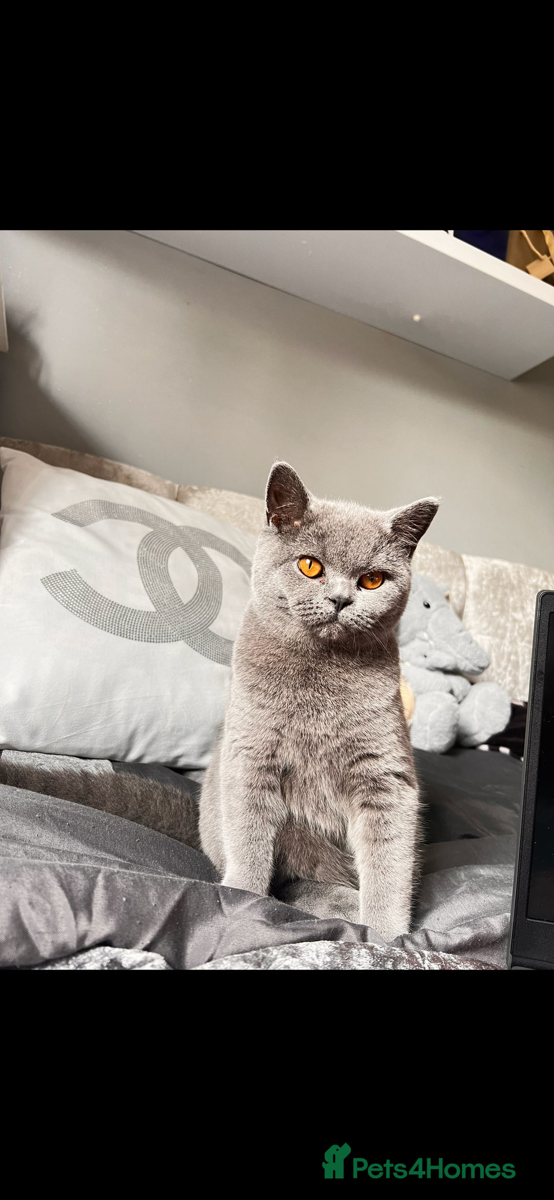 British Shorthair cats for sale: British shorthair kittens🩵 - Image 2
