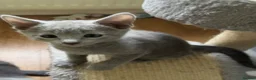 Russian Blue cats for sale: TICA 5* pedigree Russian blue kittens  - Advert 13