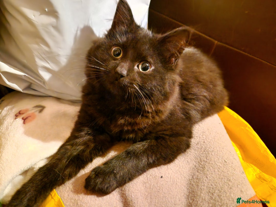 Mixed Breed cats for sale: Kittens for sale  - Advert 28