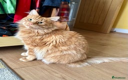 Maine Coon cats for sale: Rex - Ginger mainecoon/Norwegian forest cat - Advert 3