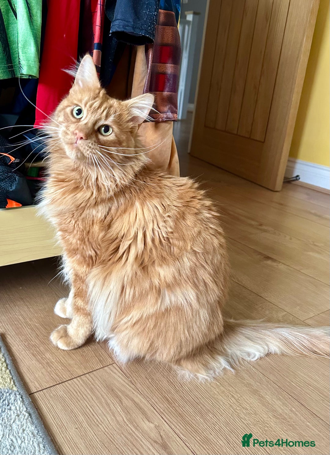 Maine Coon cats for sale: Rex - Ginger mainecoon/Norwegian forest cat - Advert 3
