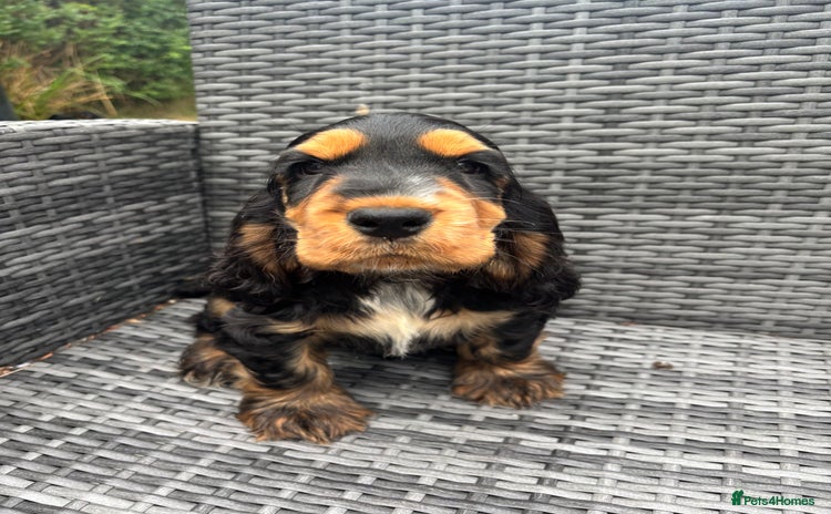 Cocker Spaniel dogs - Advert 10