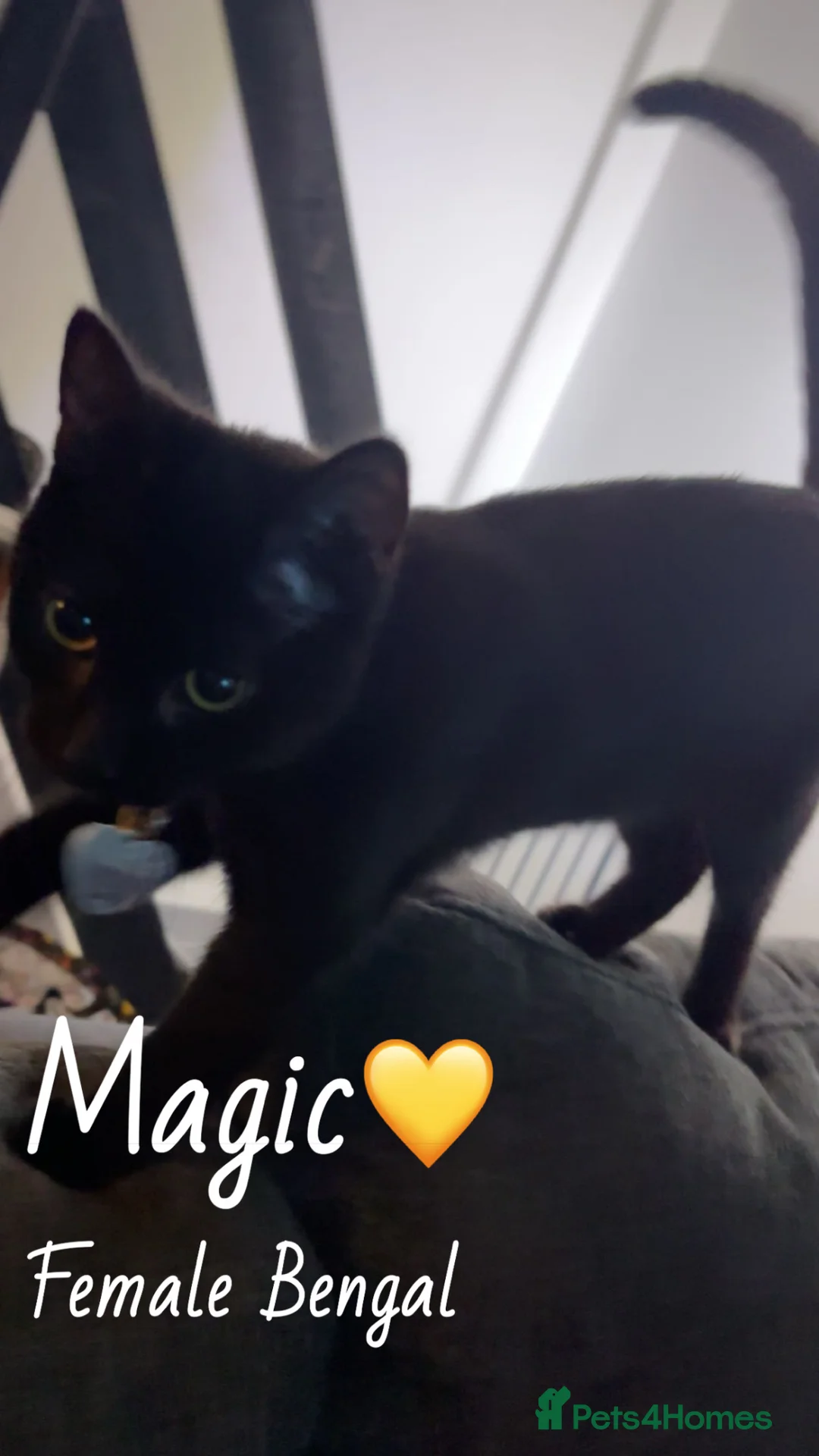 Mixed Breed cats for sale: Rehoming Kittens ASAP - Advert 3