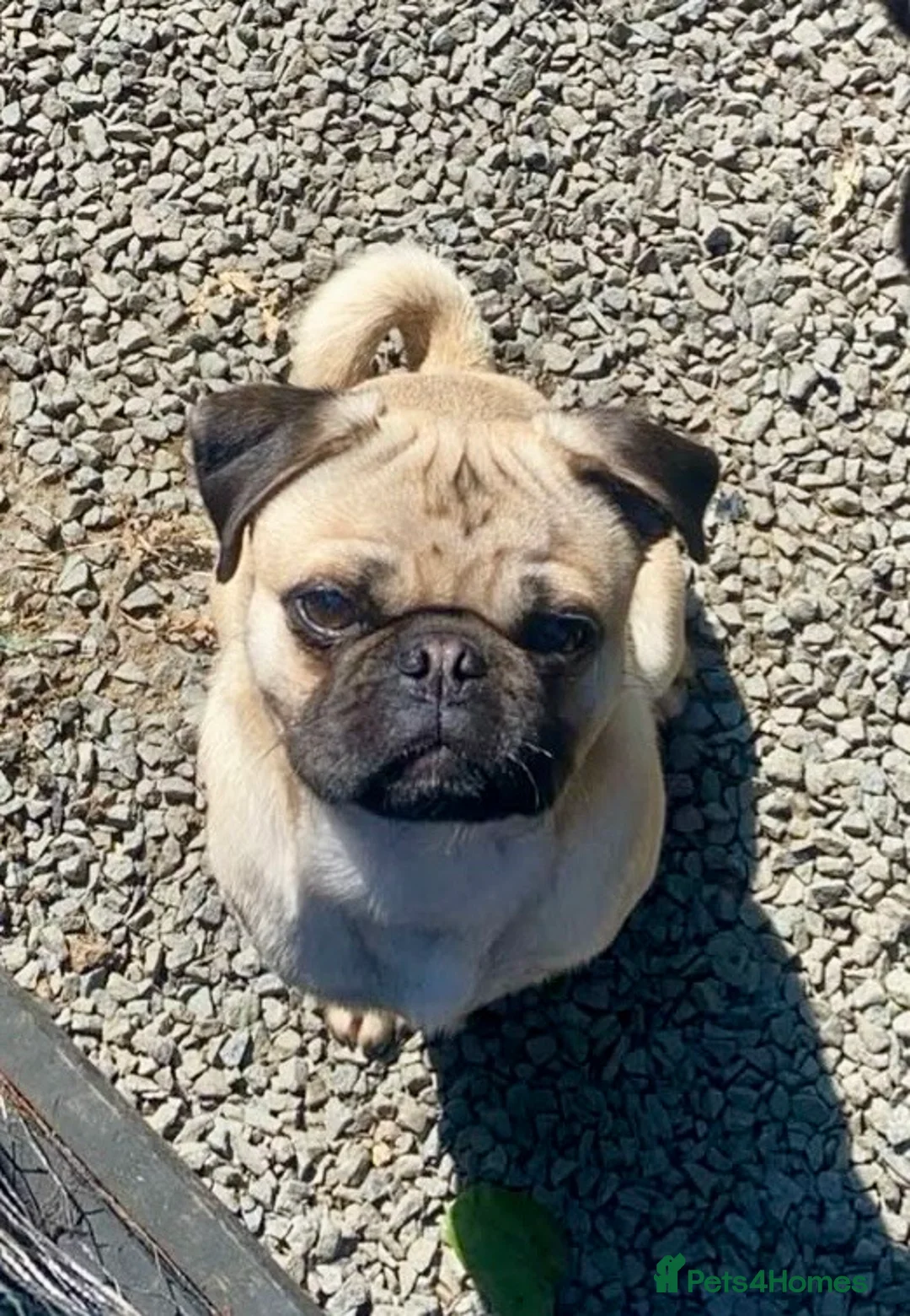 Pug dogs for sale: Handsome Pug looking for new home - Advert 3