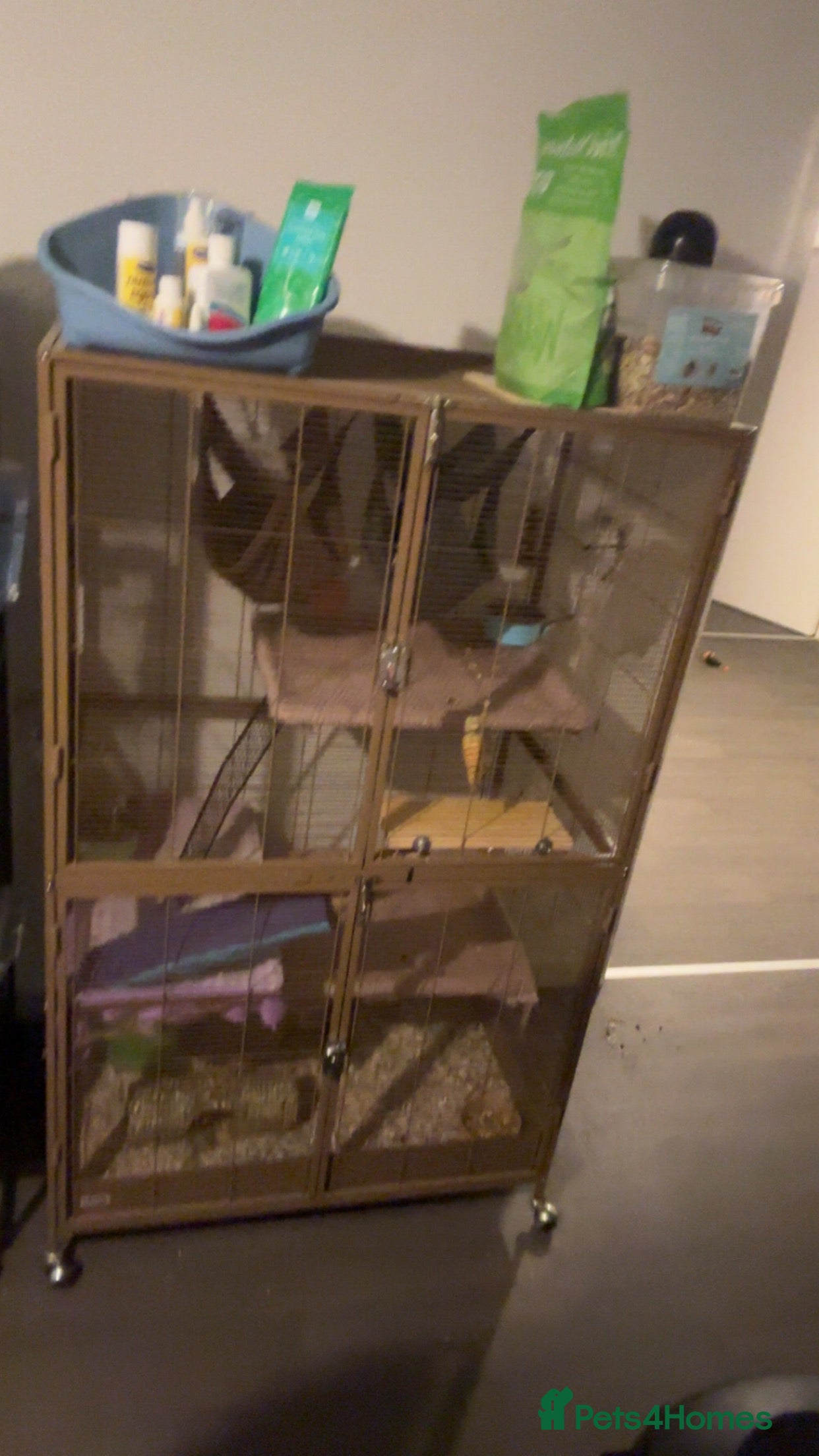 Rat rodents Male+female rats - Advert 19