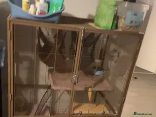 Rat rodents Male+female rats - Advert 19