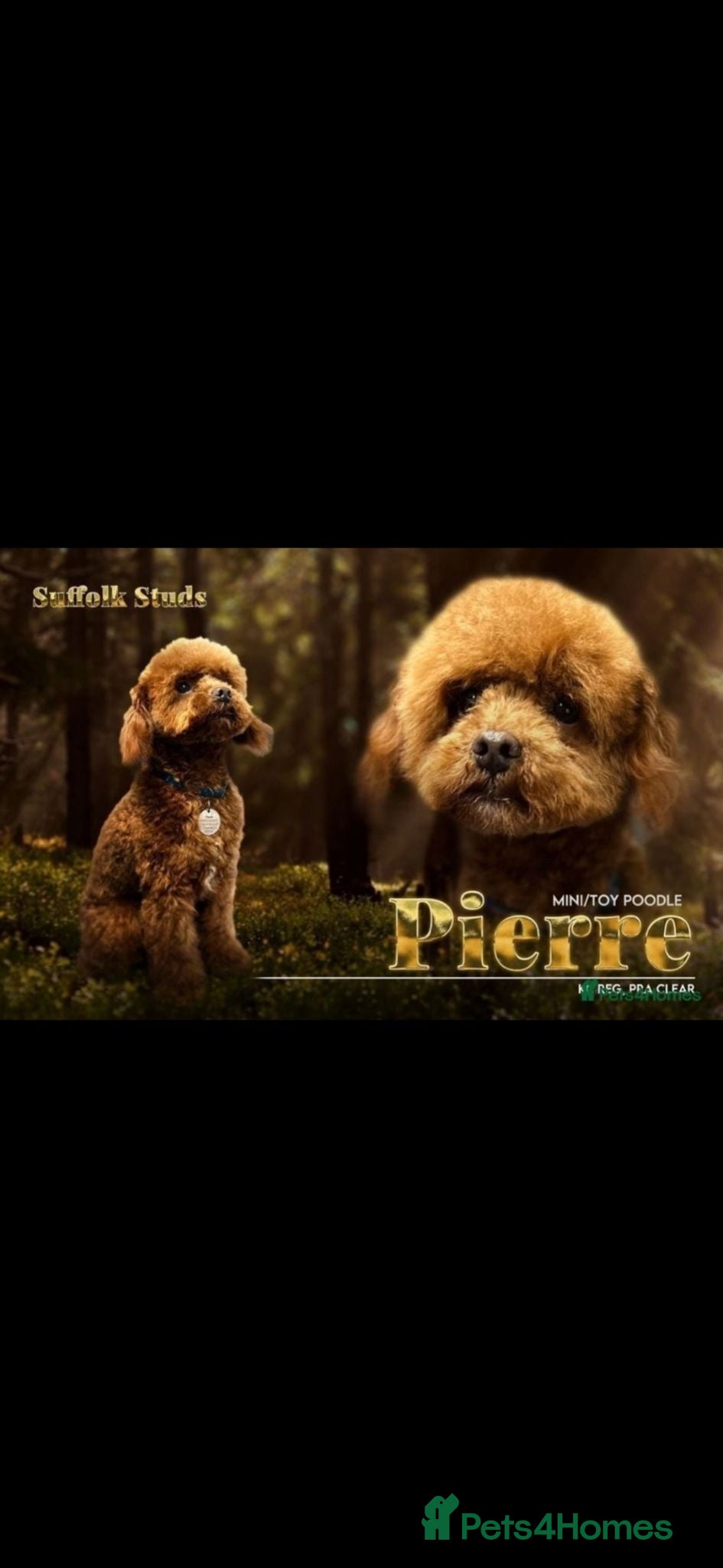 Poochon dogs Health tested beautiful poochons  - Advert 2