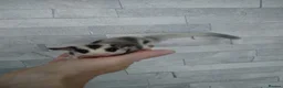 Sugar Glider rodents for sale: Stunning baby sugar gliders  - Advert 5
