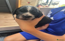 Cocker Spaniel dogs for sale: Beautiful Working Cocker Spaniel Puppies for Sale - Image 27