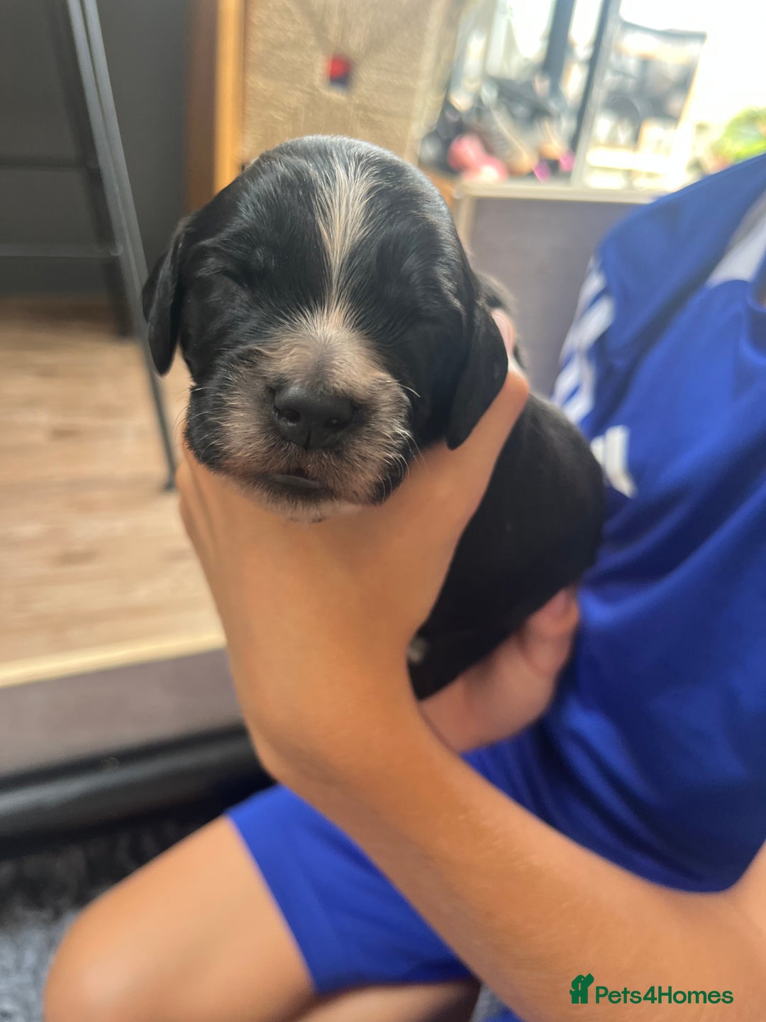 Cocker Spaniel dogs for sale: Beautiful Working Cocker Spaniel Puppies for Sale - Image 27