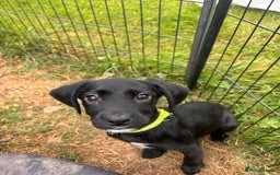 Springador dogs for sale: One Springerdor pup left born 8/06/2025 - Image 9