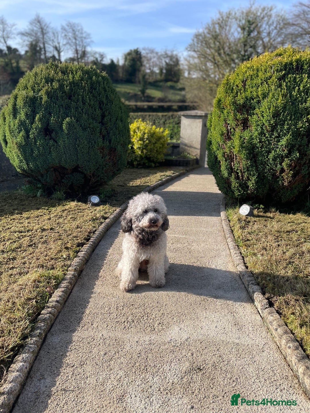 Miniature Poodle dogs for stud: Mister Kent Merlin silver miniature Poodle Stud in London - Advert 2