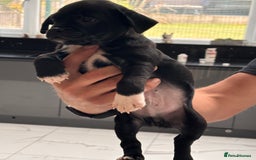 Jug dogs for sale: Beautiful jug puppies for sale  - Image 3