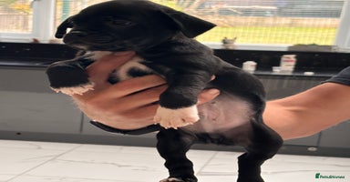 Jug dogs - Advert 5
