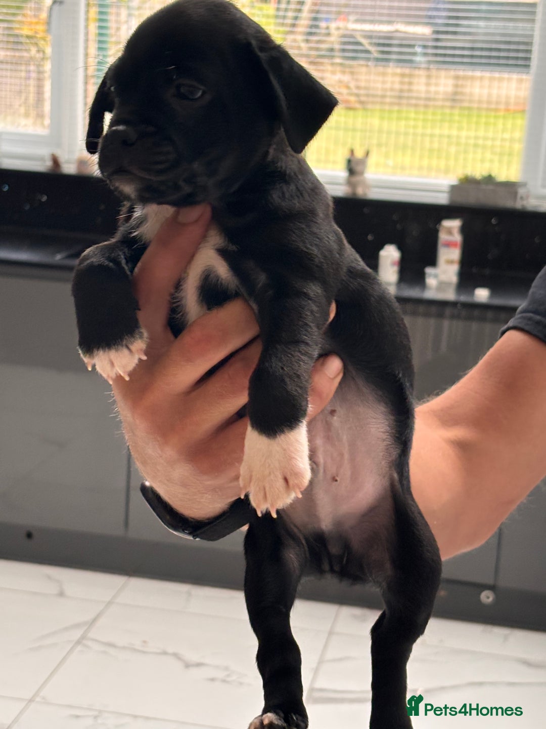 Jug dogs for sale: Beautiful jug puppies for sale  - Image 3