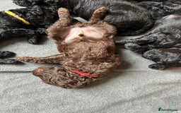 Labradoodle dogs for sale: Labradoodle Puppies 10 weeks 14 Nov 25 - Image 1
