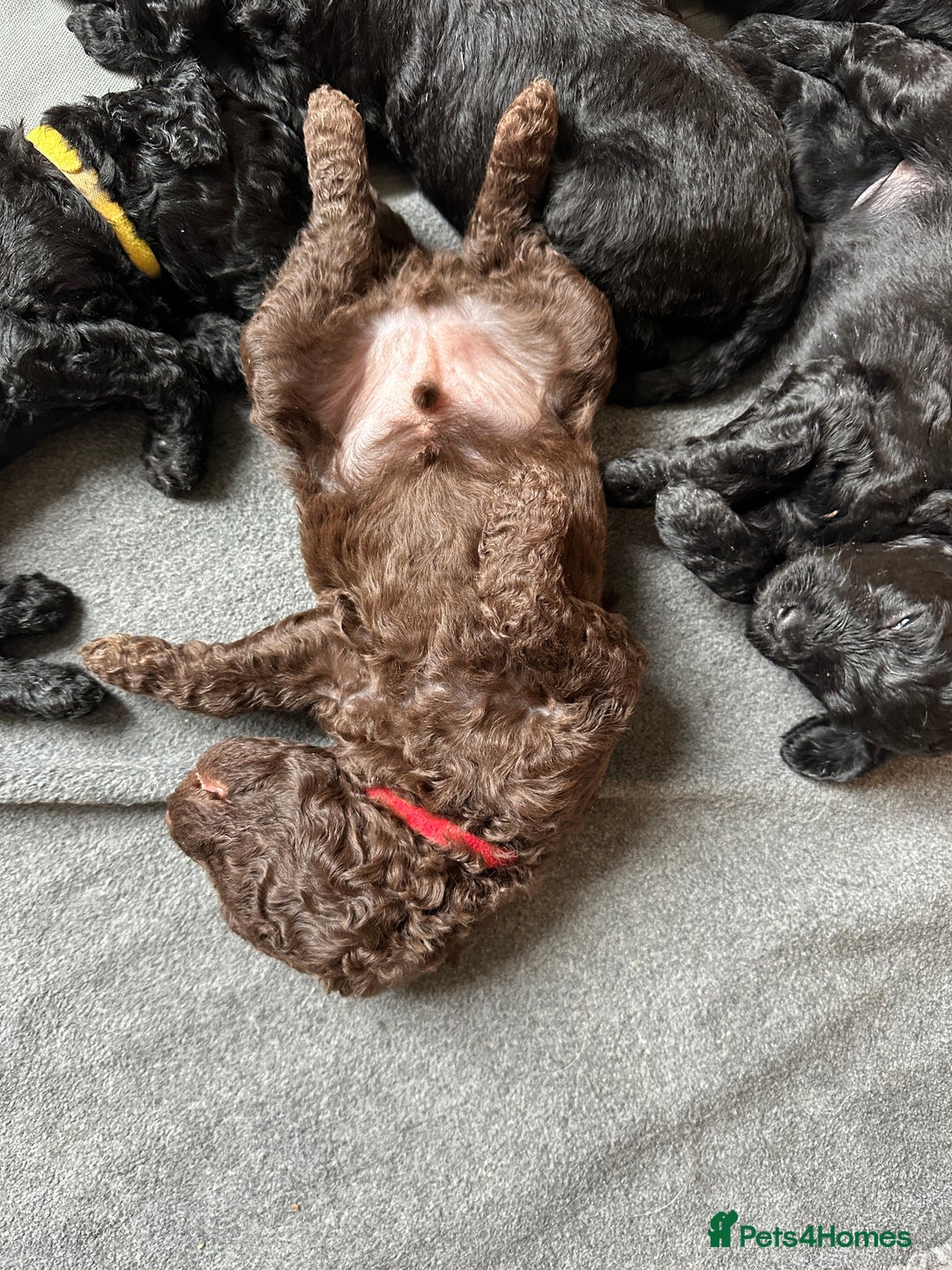 Labradoodle dogs for sale: Labradoodle Puppies 10 weeks 14 Nov 25 - Image 1