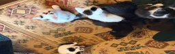 Mixed Breed cats for sale: Seven beautiful kittens that need new homes - Advert 3