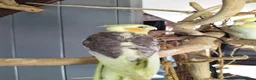 Cockatiels birds for sale: DNA sexed hand tamed cockatiels and Bourkes - Advert 5
