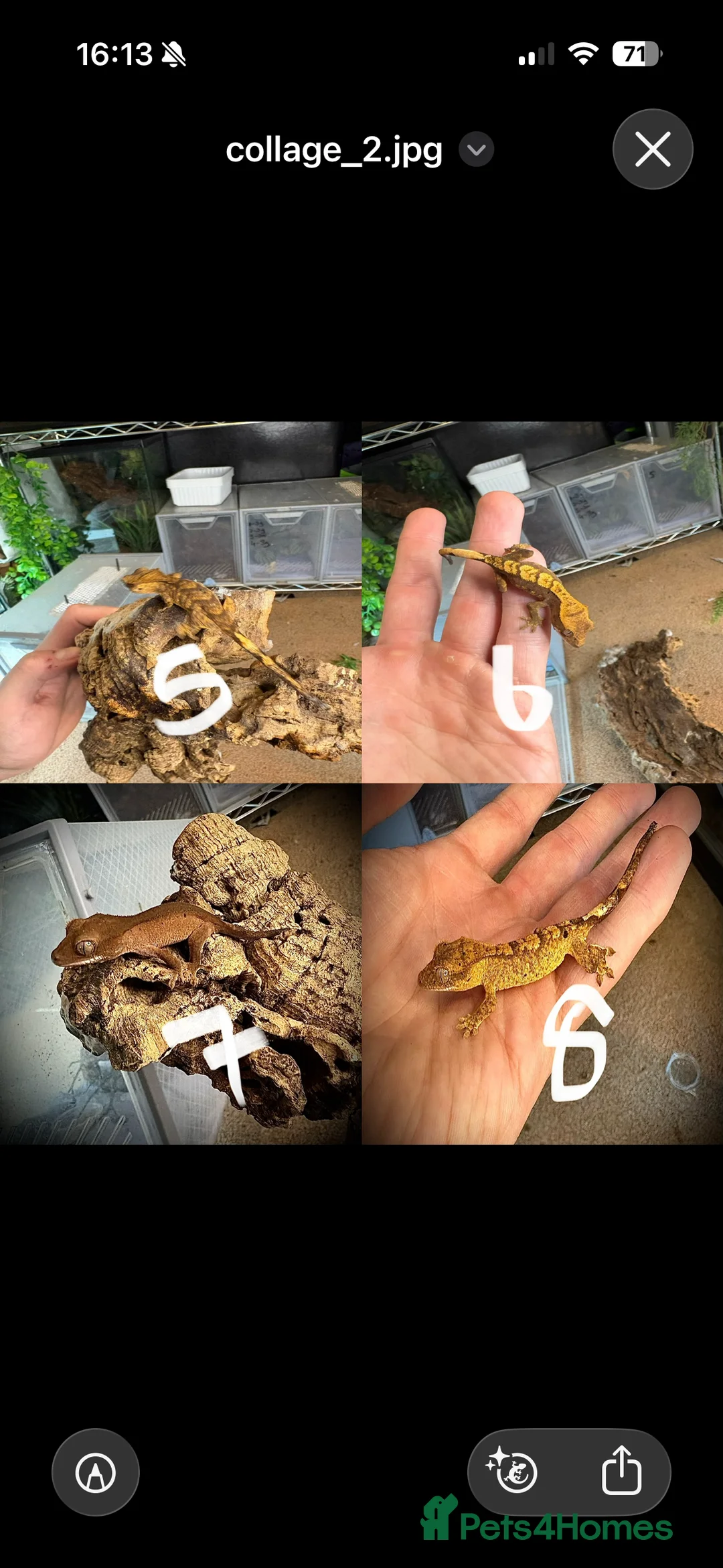 Gecko reptiles for sale: Baby crested gecko mixed  - Advert 6