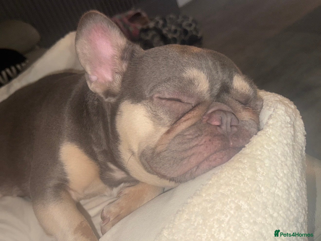 French Bulldog dogs Beautiful female Blue & tan french bulldog 🐾 - Advert 2