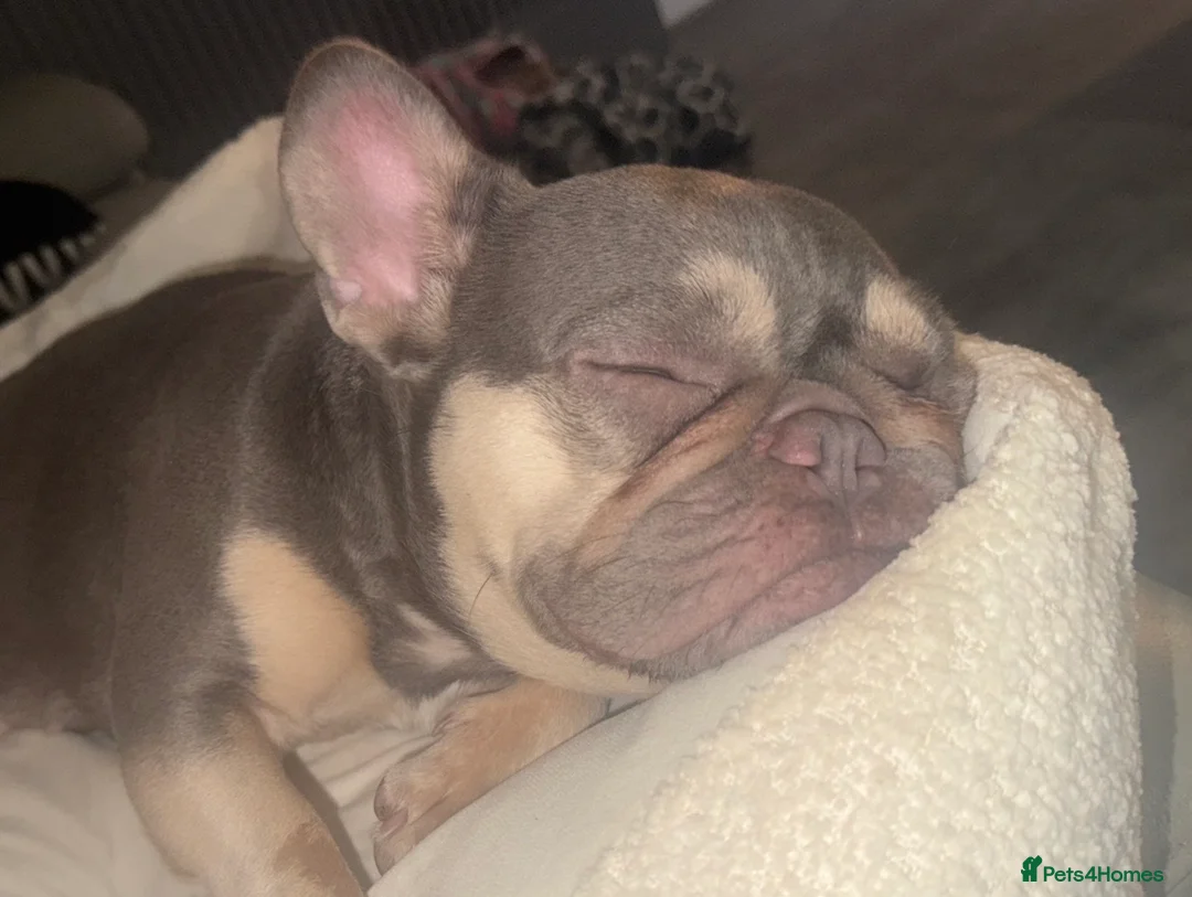 French Bulldog dogs for sale: Beautiful female Blue & tan french bulldog 🐾 - Advert 1