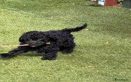 Cockapoo dogs for sale: 3 fluffy miniature cockpoo puppy’s  - Image 22