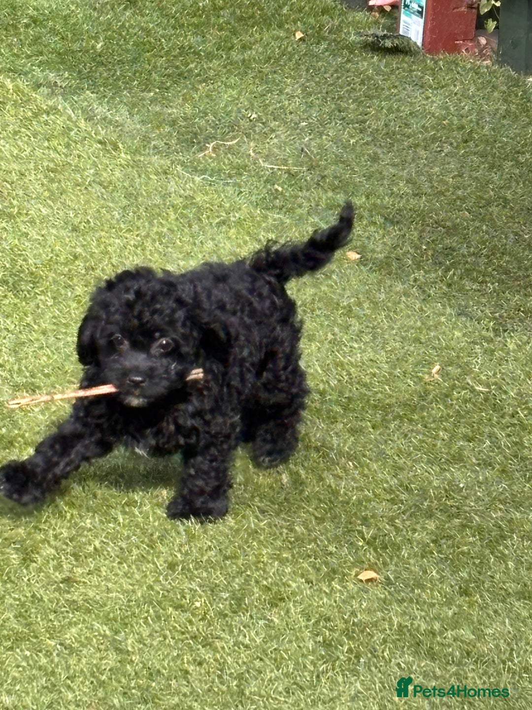 Cockapoo dogs for sale: 3 fluffy miniature cockpoo puppy’s  - Image 22