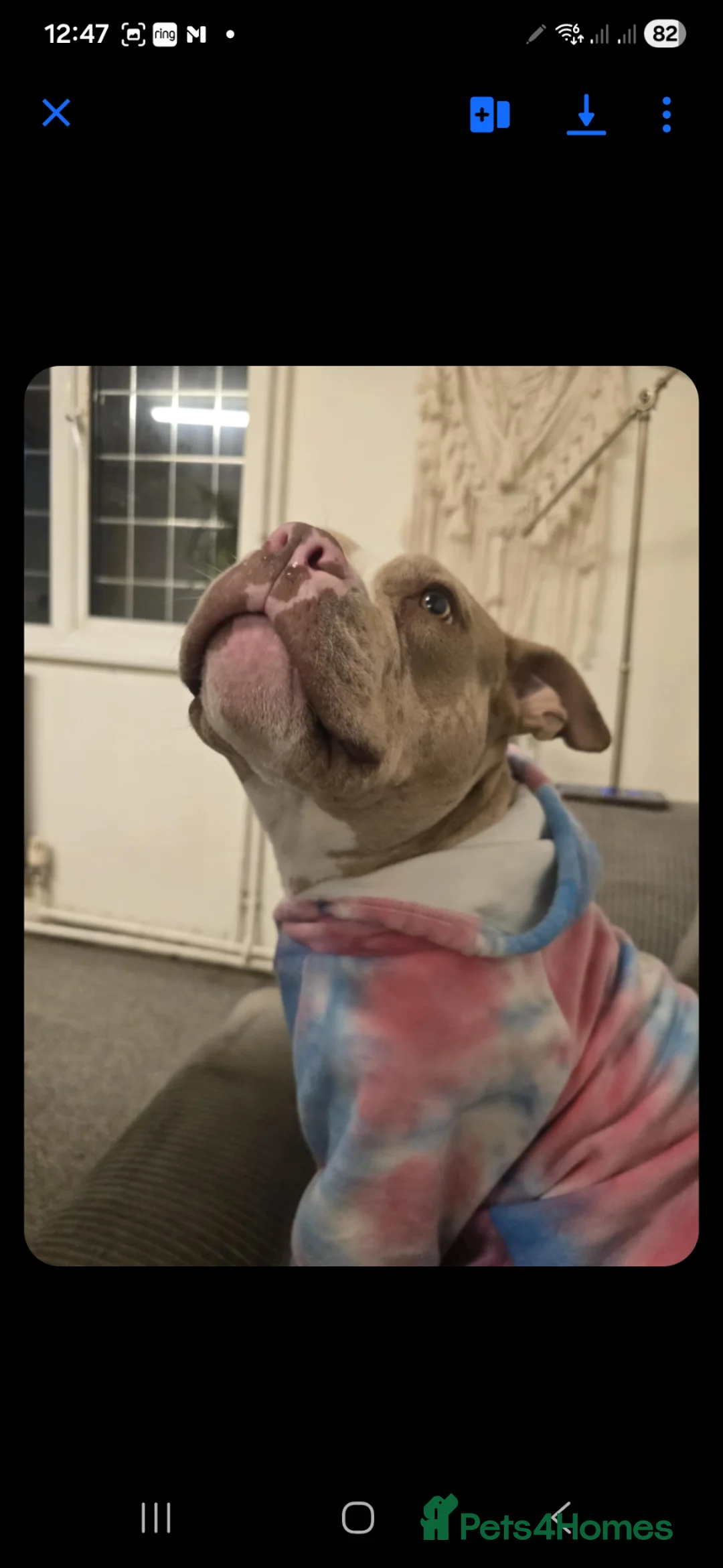American Bully dogs for sale: 3 year old Pocket Bully in Bideford - Advert 1