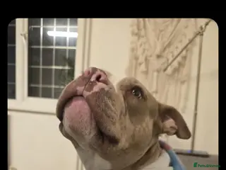 American Bully dogs 3 year old Pocket Bully - Advert 6