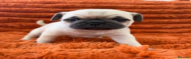 Pug Puppy 1
