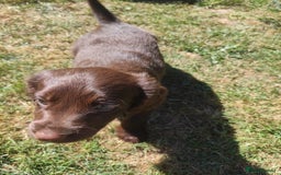 Mixed Breed dogs for sale: Very rare Black Cockerpoo and Chocolate puppies - Image 17