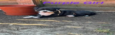 Staffordshire Bull Terrier 3