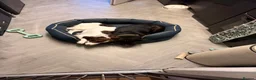 Sprocker dogs for sale: One sprocker girl  - Advert 4