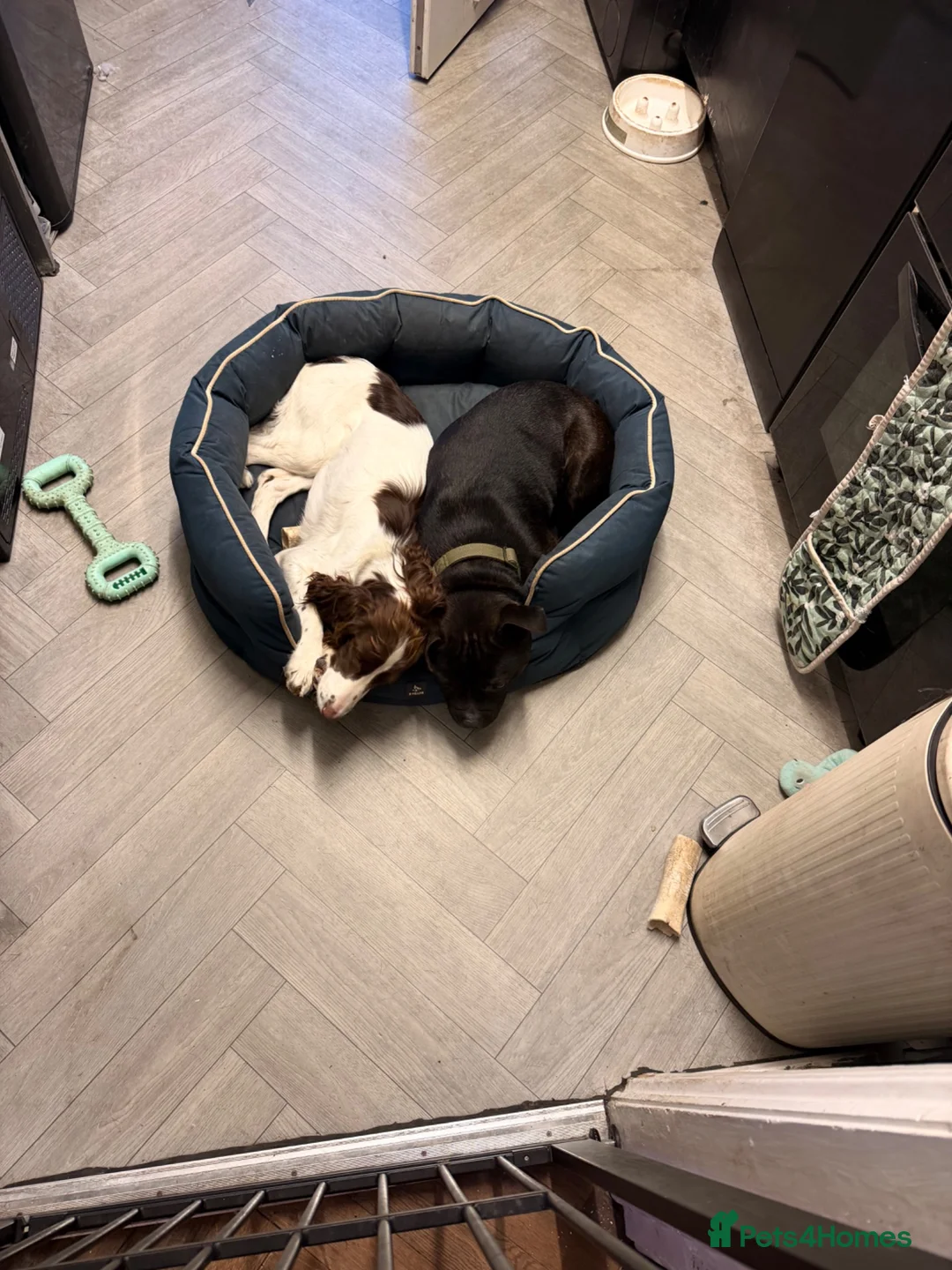 Sprocker dogs for sale: One sprocker girl  - Advert 4