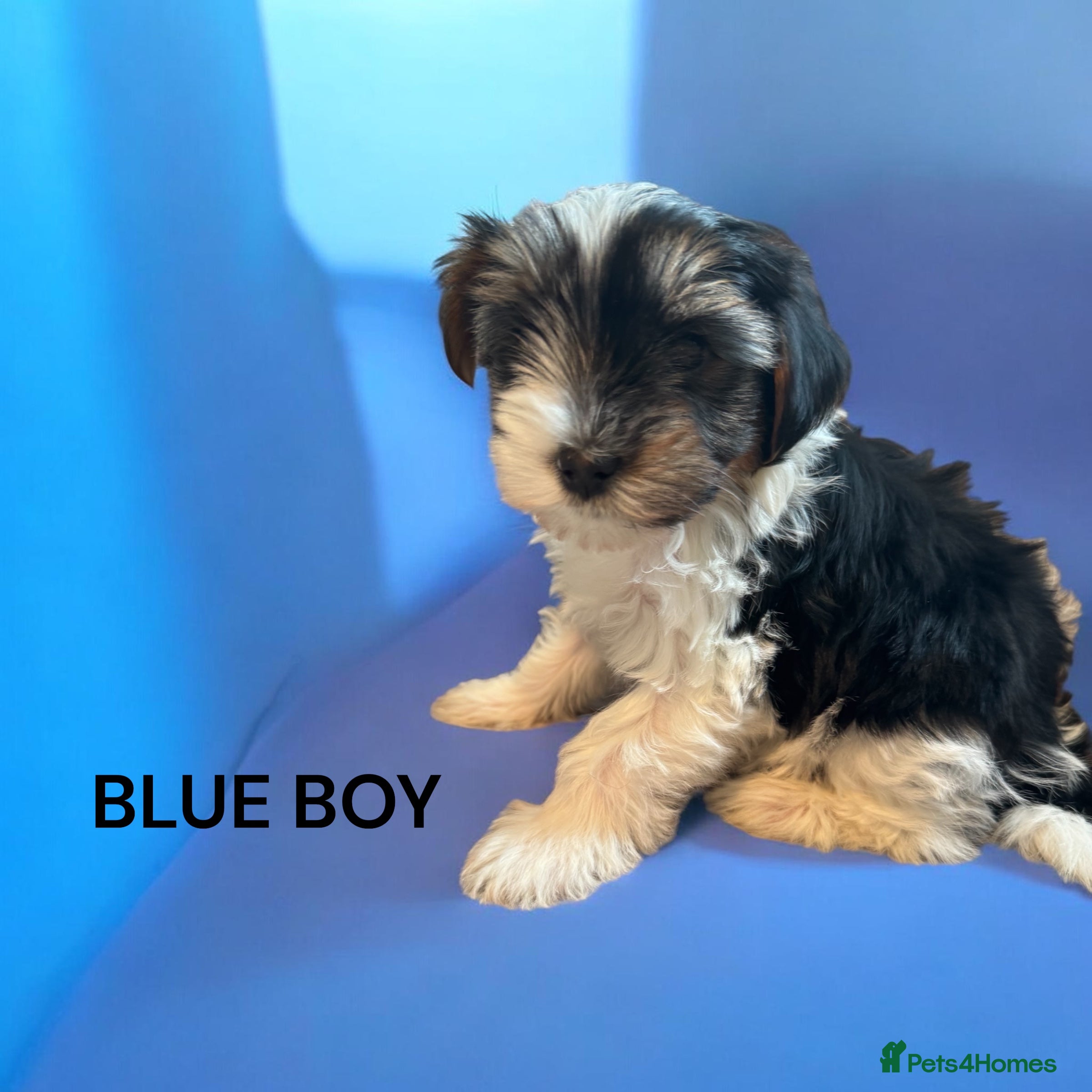 Yorkshire Terrier dogs beautiful  - Advert 2