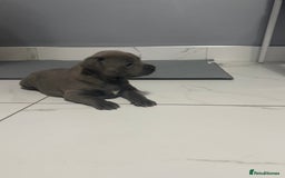 Staffordshire Bull Terrier dogs for sale: Blue staff puppies  - Image 12