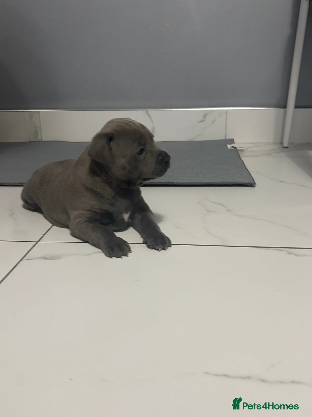 Staffordshire Bull Terrier dogs for sale: Blue staff puppies  - Image 12