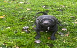 Jack Russell dogs for sale: Beautiful Jack Russell  - Image 2