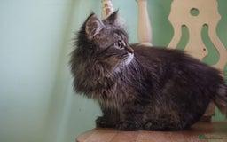 Persian cats for sale: ADORABLE RUSSIAN BLUE X PERSIAN KITTENS - Image 6