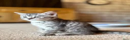 Scottish Fold cats for sale: Scottish Straight Kittens  - Advert 4