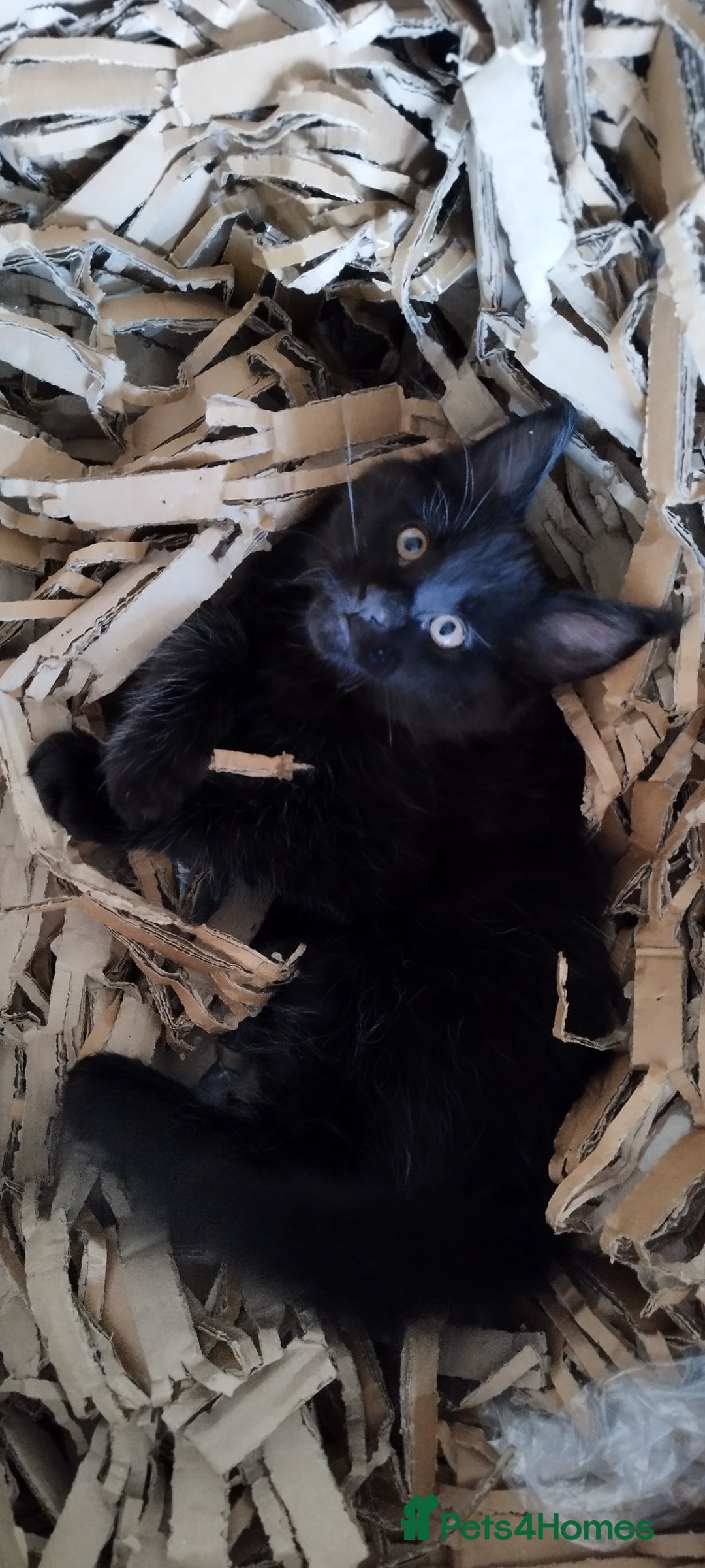 Maine Coon cats for sale: Tica pedigree MC kittens-ready for new home  - Image 14