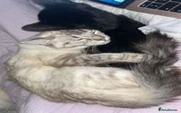 Ragdoll cats for sale: Female Lynx Ragdoll  - Image 3